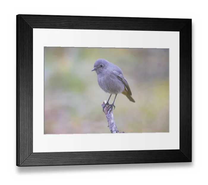 Framed Print : Redtail (Phoenicurus ochruros) Germany