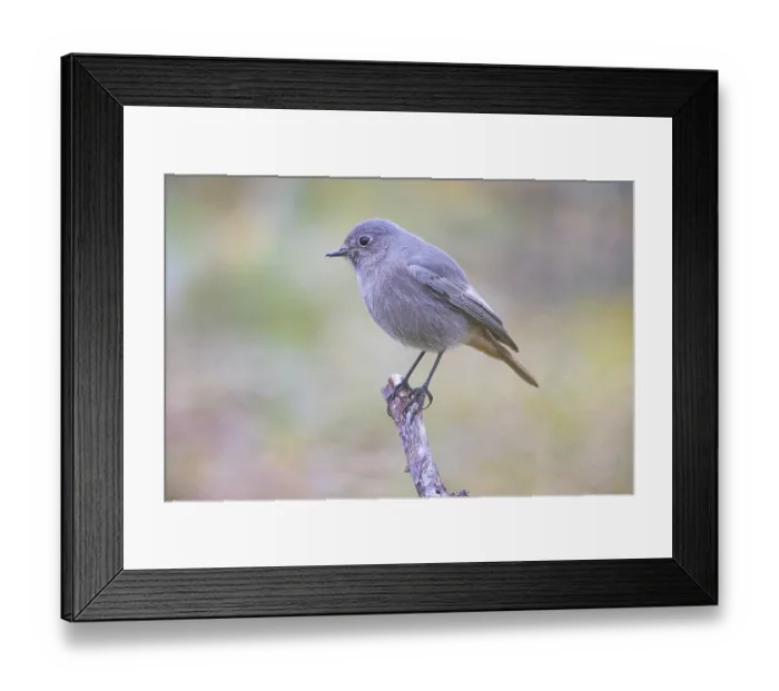 Framed Print : Redtail (Phoenicurus ochruros) Germany