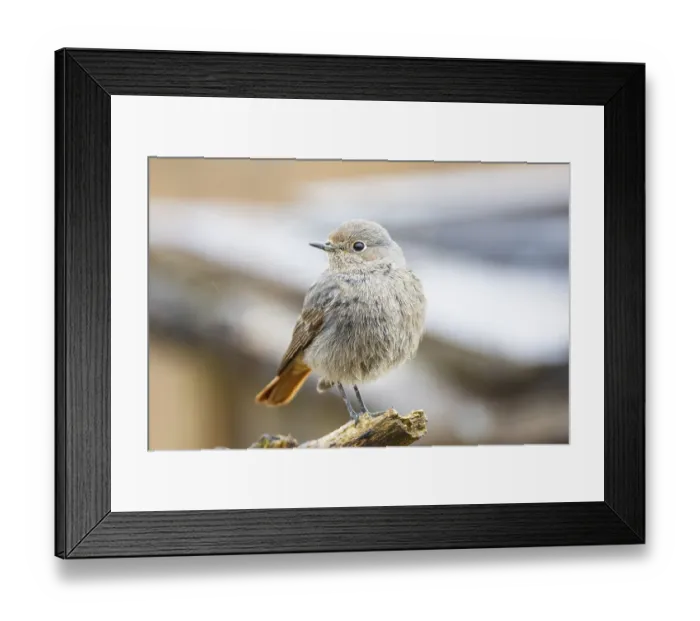 Framed Print : Redtail (Phoenicurus ochruros) Germany Framed Print : Redtail (Phoenicurus ochruros) Germany