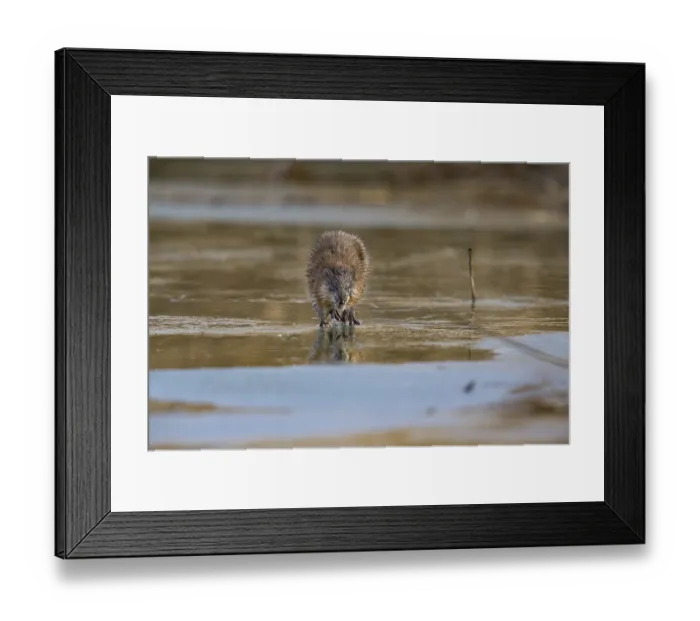 Framed Print : Muskrat (Ondatra zibethicus) walks across the ice on frozen lake Germany