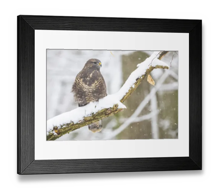 Framed Print : Common Buzzard (Buteo buteo) Germany