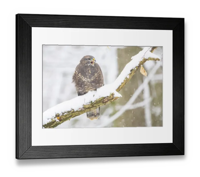 Framed Print : Common Buzzard (Buteo buteo) Germany Framed Print : Common Buzzard (Buteo buteo) Germany