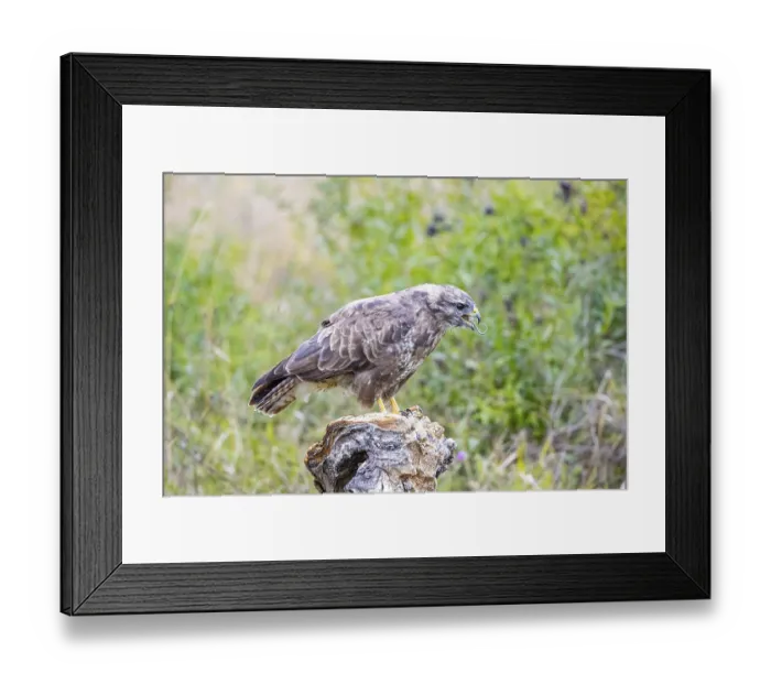 Framed Print : Common Buzzard (Buteo buteo) Germany