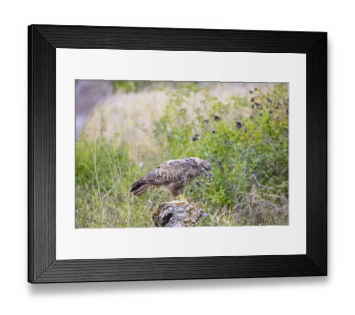 Framed Print : Common Buzzard (Buteo buteo) Germany Framed Print : Common Buzzard (Buteo buteo) Germany