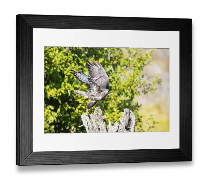 Framed Print : Common Buzzard (Buteo buteo) Germany