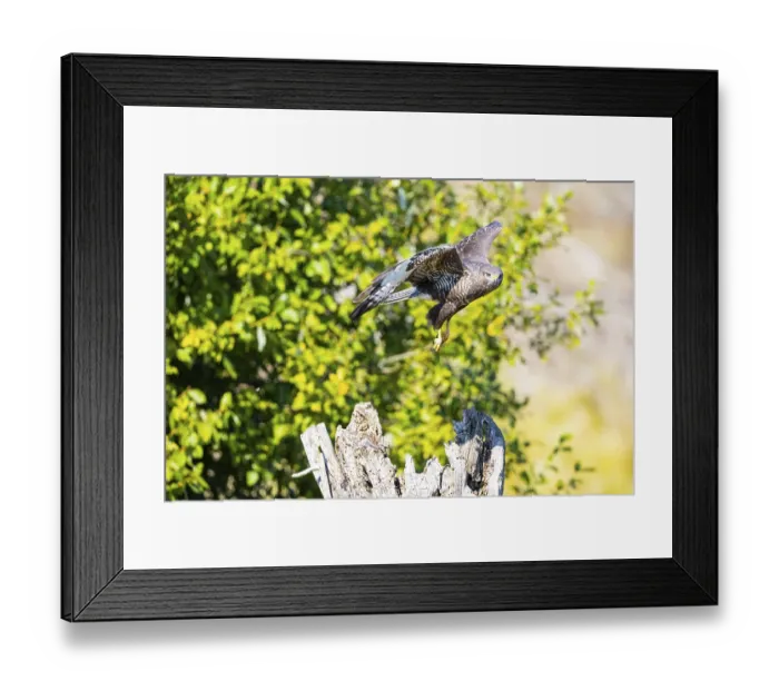 Framed Print : Common Buzzard (Buteo buteo) Germany