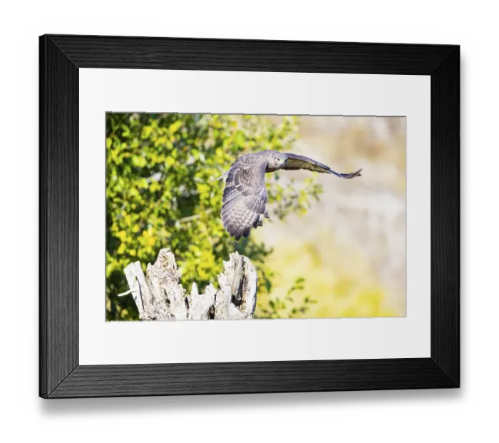 Framed Print : Common Buzzard (Buteo buteo) Germany