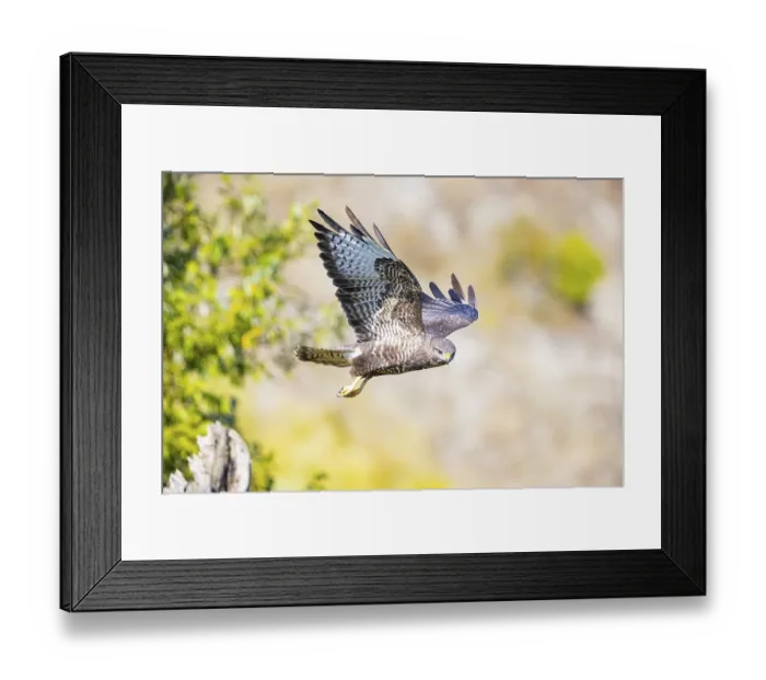 Framed Print : Common Buzzard (Buteo buteo) Germany