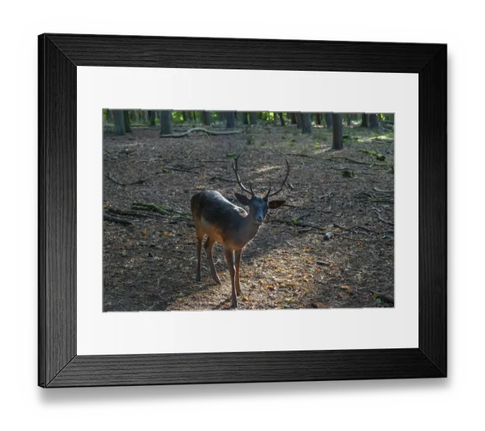 Framed Print : Fallow deer (Dama dama) in an outdoor enclosure in the forest Framed Print : Fallow deer (Dama dama) in an outdoor enclosure in the forest