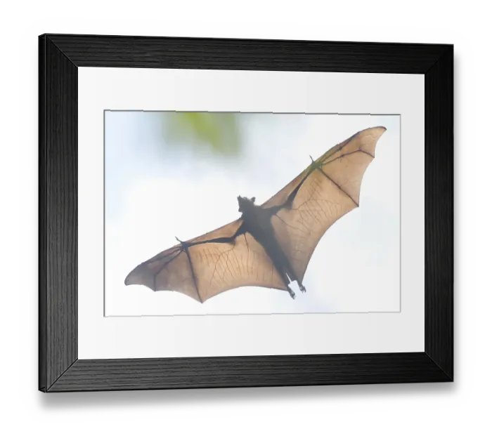 Framed Print : AGARTALA, TRIPURA, INDIA, 01-07-2025: Photo taken on July 1