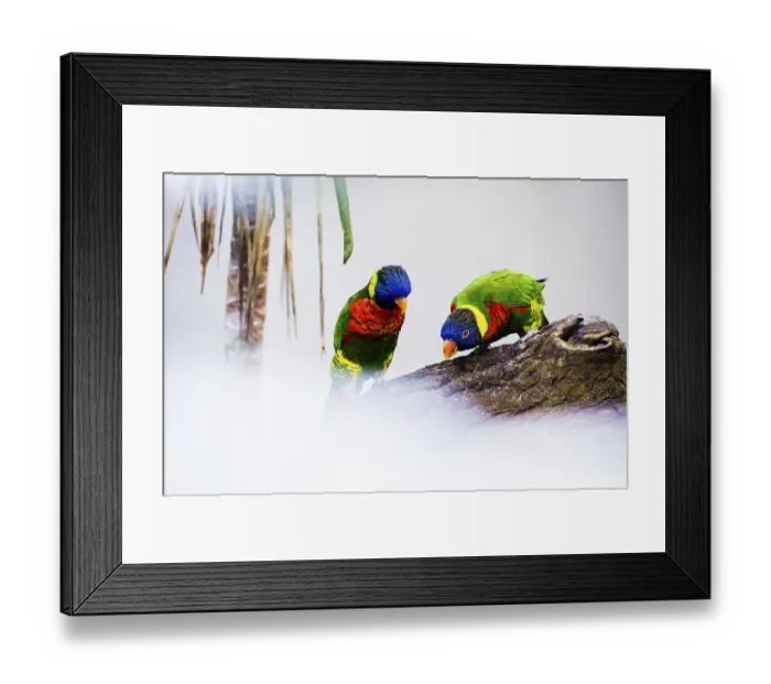 Framed Print : Parrot, colorful, all-color lory Framed Print : Parrot, colorful, all-color lory