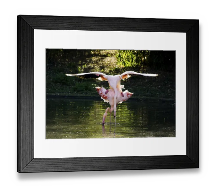 Framed Print : Pink flamingos, Phoenicopterus ruber-roseus