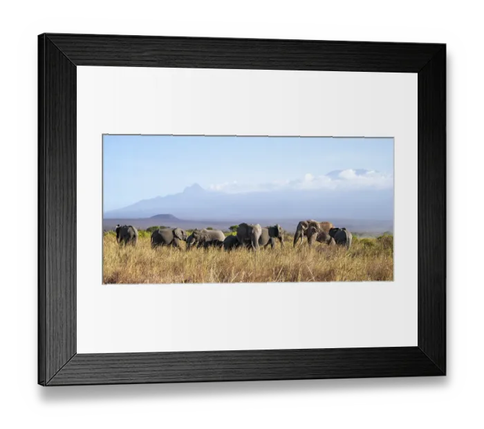 Framed Print : Group of elephants with young animals Framed Print : Group of elephants with young animals