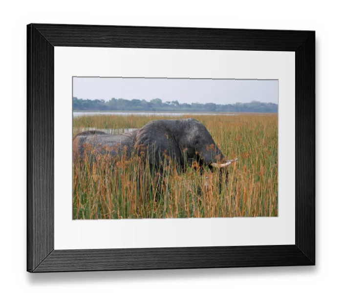 Framed Print : African elephant (Loxodonta africana) Framed Print : African elephant (Loxodonta africana)
