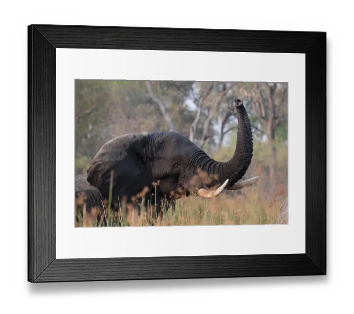 Framed Print : African elephant (Loxodonta africana)