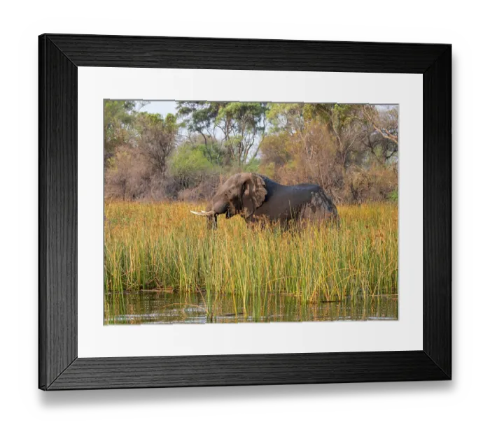 Framed Print : African elephant (Loxodonta africana)