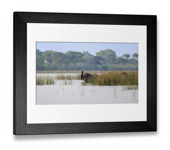 Framed Print : African elephant (Loxodonta africana) Framed Print : African elephant (Loxodonta africana)