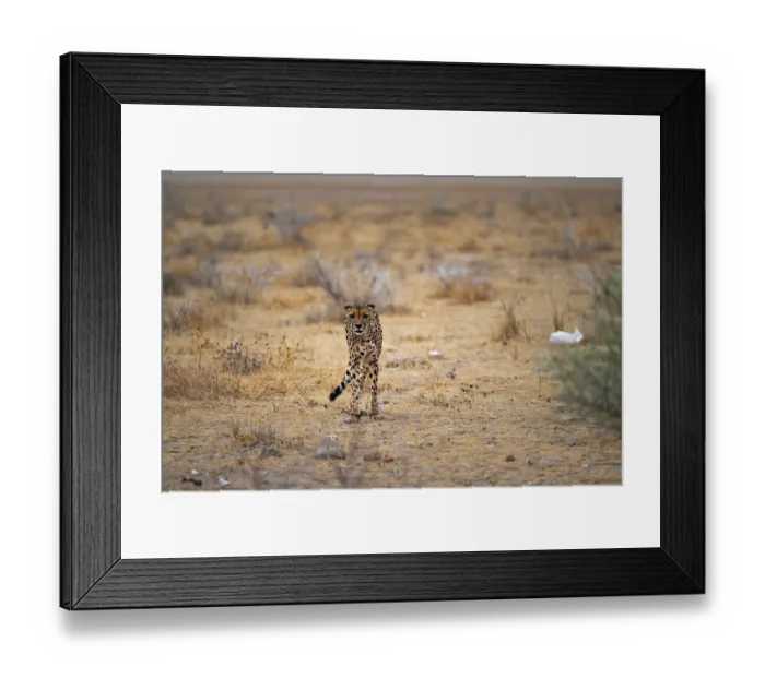 Framed Print : Cheetah (Acinonyx jubatus) runs in dry savanna