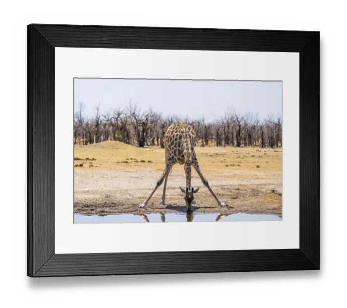 Framed Print : Angola giraffe (Giraffa giraffa angolensis)