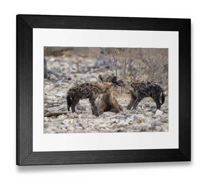 Framed Print : Spotted hyena or spotted hyena (Crocuta crocuta) with two young animals