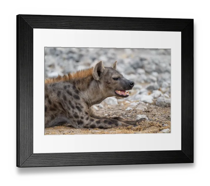Framed Print : Spotted hyena or spotted hyena (Crocuta crocuta) Framed Print : Spotted hyena or spotted hyena (Crocuta crocuta)