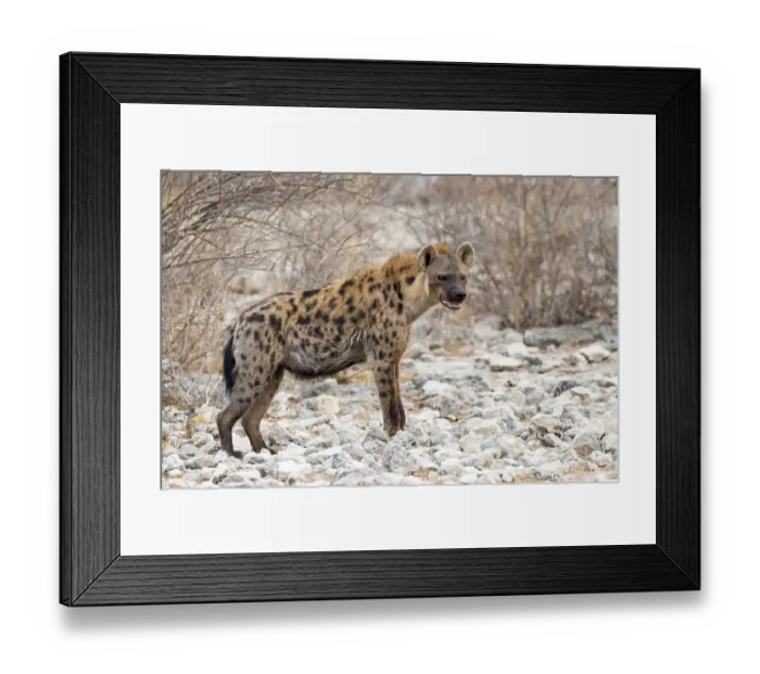 Framed Print : Spotted hyena or spotted hyena (Crocuta crocuta) Framed Print : Spotted hyena or spotted hyena (Crocuta crocuta)