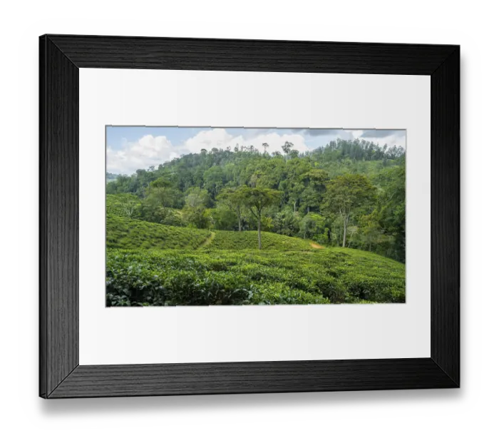 Framed Print : Tea plantation on hills between tropical rainforest Framed Print : Tea plantation on hills between tropical rainforest