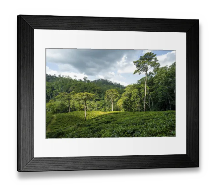 Framed Print : Tea plantation on hills between tropical rainforest