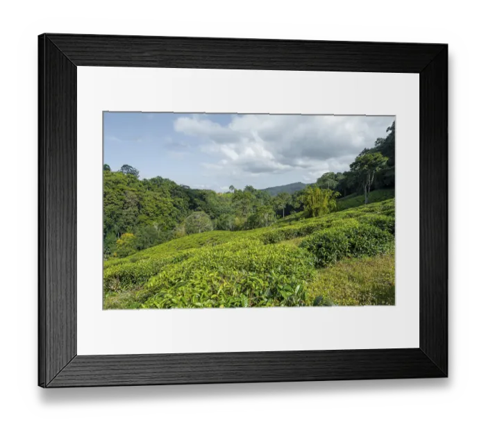 Framed Print : Tea plantation on hills between tropical rainforest