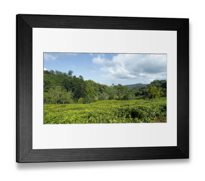 Framed Print : Tea plantation on hills between tropical rainforest