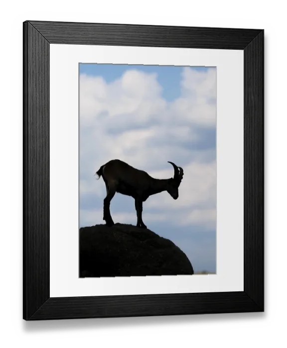Framed Print : A male ibex (Capra ibex) stands on a rock