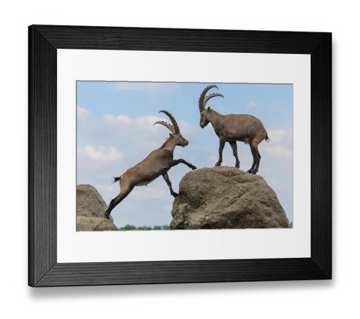 Framed Print : Two male ibexes (Capra ibex) stand facing each other on a rock and playfully fight with each other
