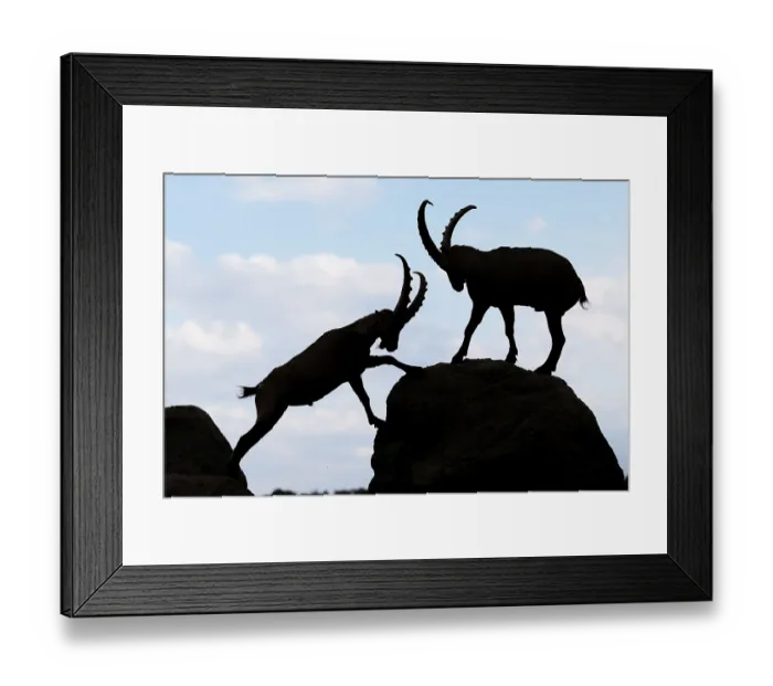 Framed Print : Two male ibexes (Capra ibex) stand facing each other on a rock and playfully fight with each other Framed Print : Two male ibexes (Capra ibex) stand facing each other on a rock and playfully fight with each other