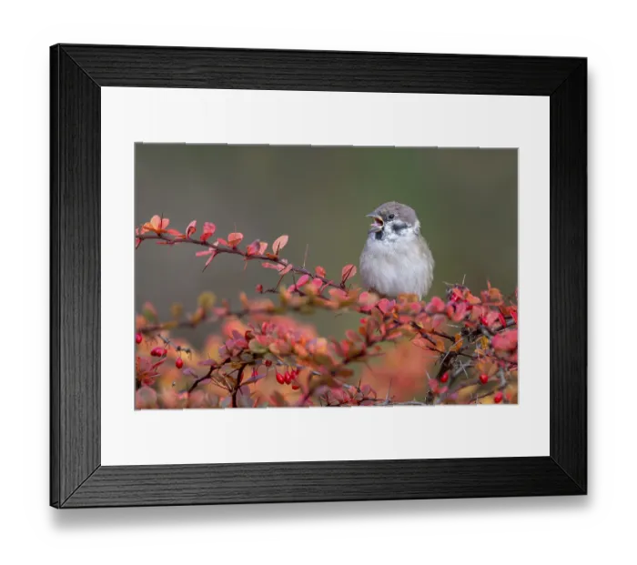 Framed Print : Tree sparrow (Passer montanus) sitting in a barberry bush