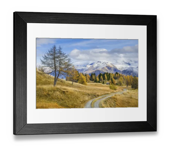 Framed Print : Autumnal larch meadows, behind Olperer Framed Print : Autumnal larch meadows, behind Olperer