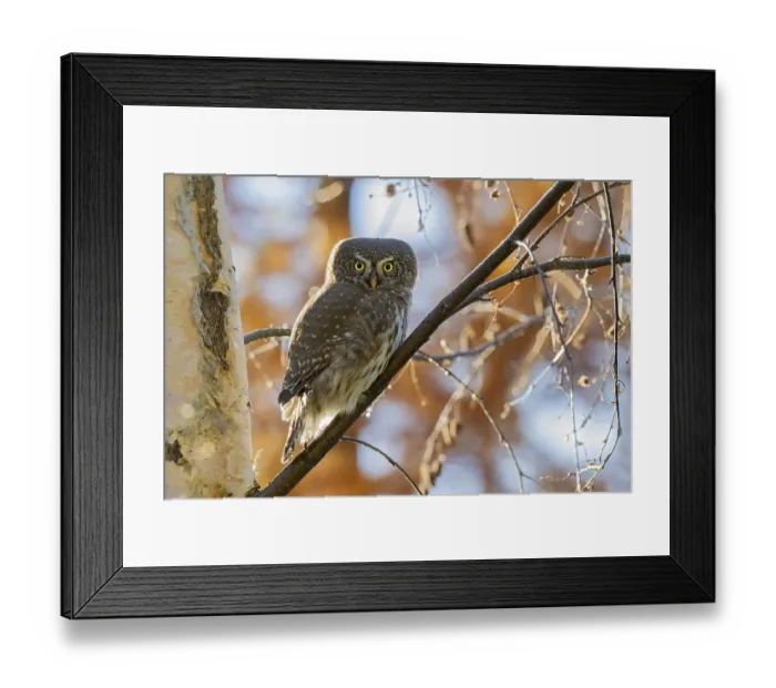 Framed Print : Sparrow owl (Glaucicium passerinum) sitting on a branch Framed Print : Sparrow owl (Glaucicium passerinum) sitting on a branch