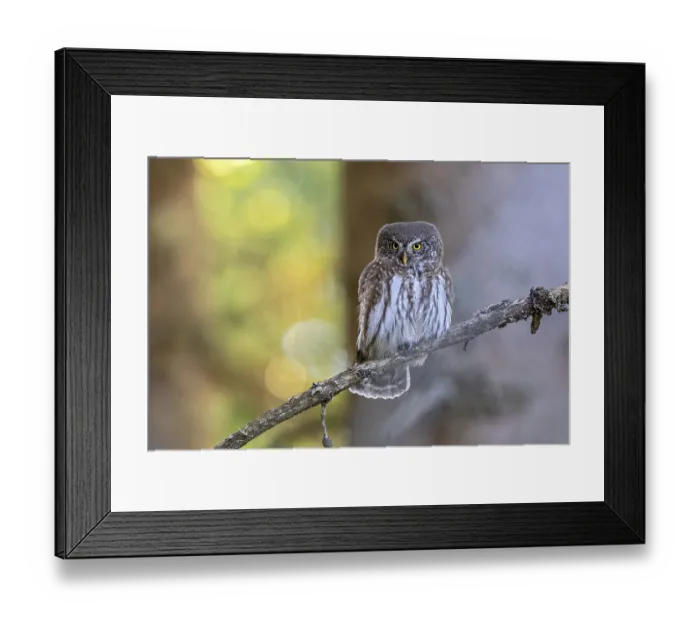 Framed Print : Sparrow owl (Glaucicium passerinum) sitting on a branch