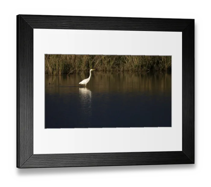 Framed Print : Great egret (Egretta alba) standing in shallow water