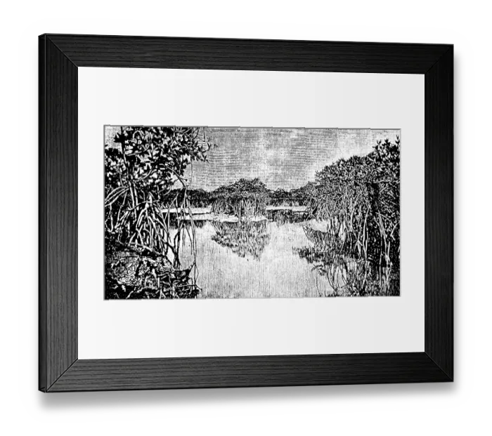 Framed Print : African mangrove forest at low tide Framed Print : African mangrove forest at low tide