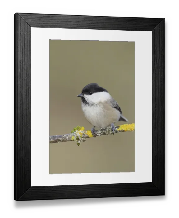 Framed Print : Willow tit (Parus montanus), willow tit (Parus montanus) sitting on a branch covered with moss and lichens