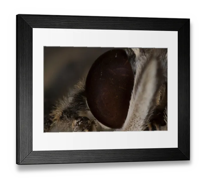 Framed Print : Extreme macro close-up of a butterfly compound eye showing intricate scales