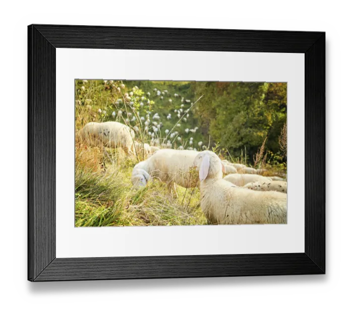 Framed Print : Texel cross ewe, female sheep in lush green meadow in autumn