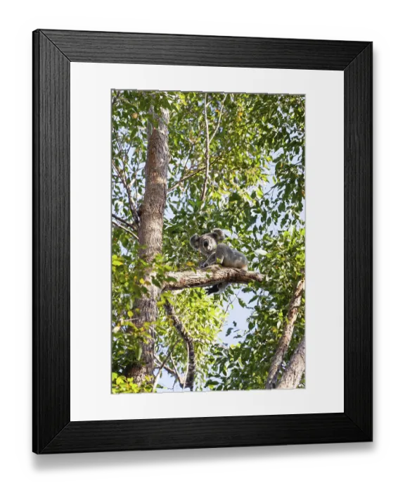 Framed Print : Koala on a tree in its natural habitat near Pumpenbil