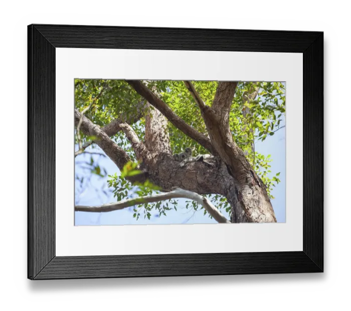 Framed Print : Koala on a tree in its natural habitat near Pumpenbil Framed Print : Koala on a tree in its natural habitat near Pumpenbil