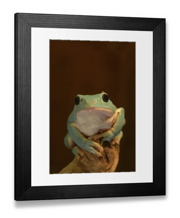 Framed Print : Phyllomedusidae, Agalychnis dacnicolor Framed Print : Phyllomedusidae, Agalychnis dacnicolor