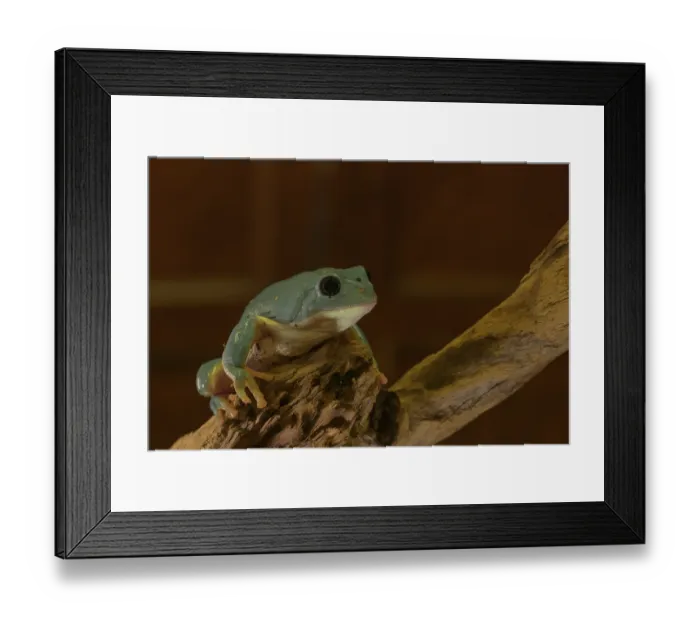 Framed Print : Phyllomedusidae, Agalychnis dacnicolor