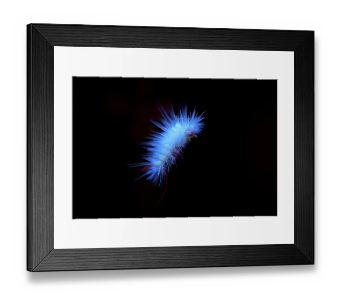 Framed Print : Glowing blue caterpillar on a dark background creating a vibrant contrast