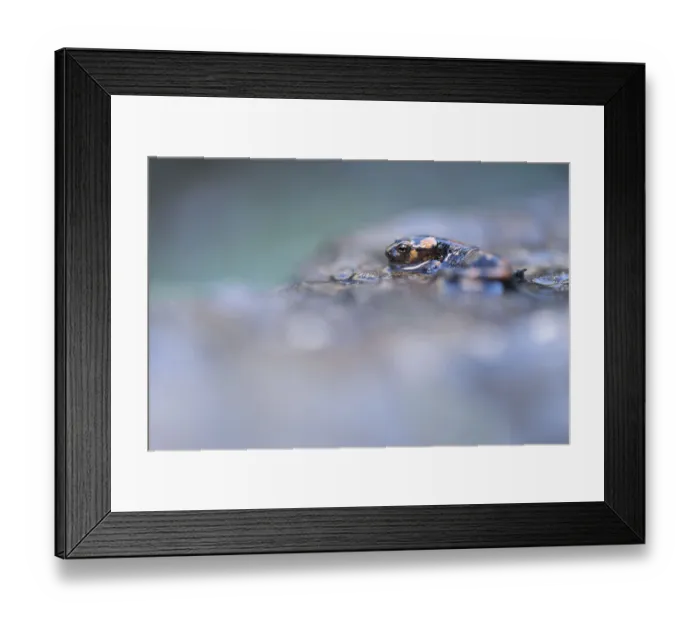 Framed Print : A frog rests on a wet surface with a blurry