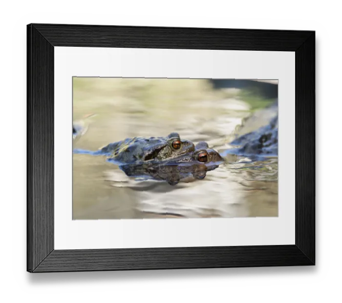 Framed Print : Close-up of two frogs in water Framed Print : Close-up of two frogs in water