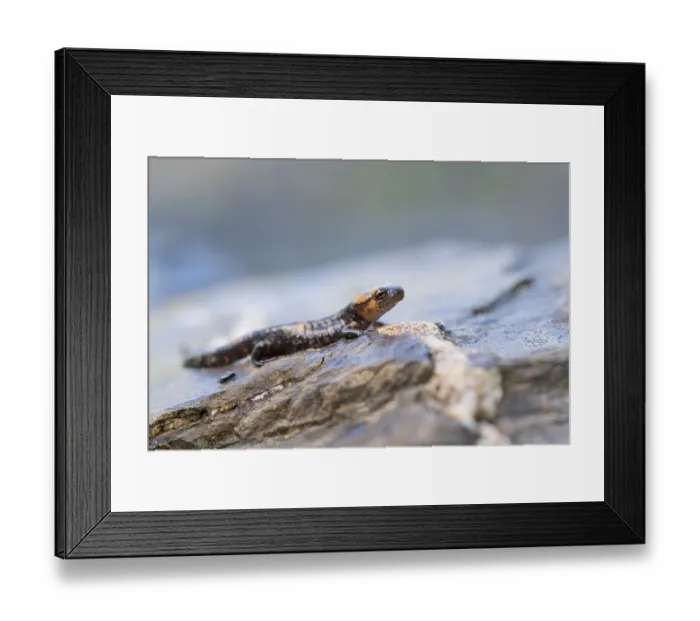 Framed Print : A lizard on a stone with detailed texture and earthy colors Framed Print : A lizard on a stone with detailed texture and earthy colors